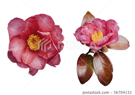 Pink Japanese Camellia flower with red leaves in Pink Japanese Camellia flower with red leaves in 56704132