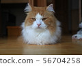 Cat IMG5702 56704258