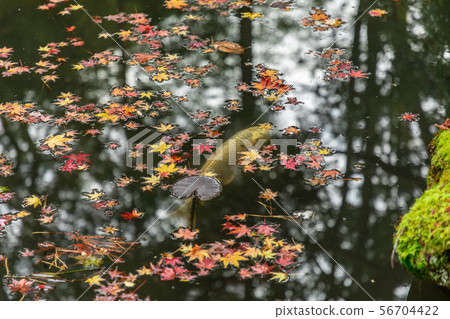 Nishiike mist and autumn leaves 56704422