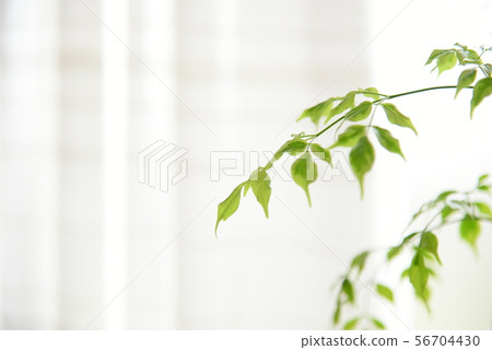 Leaves of foliage plants Leaves of foliage plants 56704430
