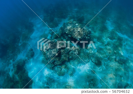 Underwater scene in ocean with corals. Underwater scene in ocean with corals. 56704632