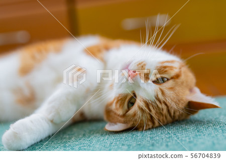 Tea white cat relaxing in the living room 56704839