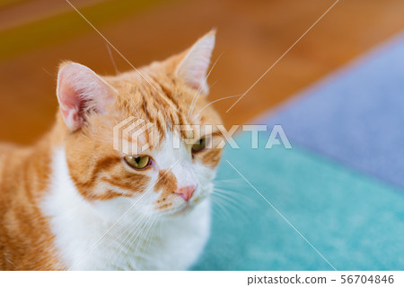 Tea white cat relaxing in the living room 56704846