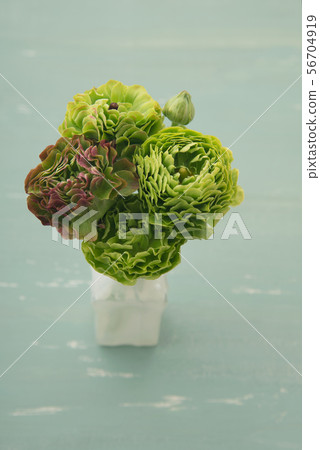 Ranunculus Ranunculus 56704919