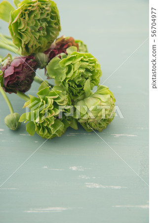 Ranunculus 56704977