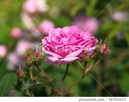 Damaged aphids blooming rose bush. Close up. Damaged aphids blooming rose bush. Close up. 56705015