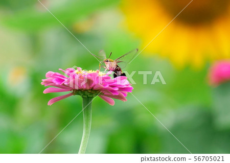 Cephonodes海拉斯 56705021