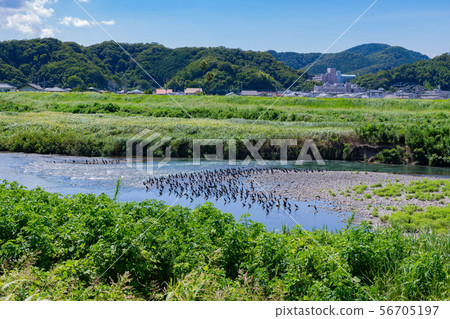 一群野鳥聚集在靜岡縣伊豆之國的卡諾河 一群野鳥聚集在靜岡縣伊豆之國的卡諾河 56705197