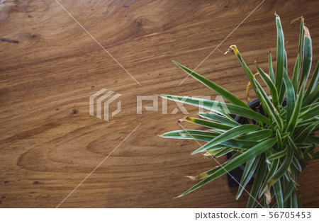 Cactus in the pot on wooden table. 56705453