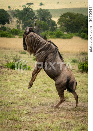 Male blue wildebeest stands on hind legs 56705454