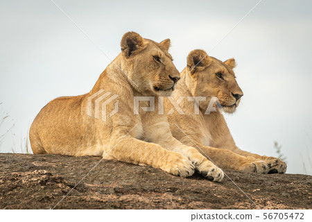 Lionesses lie mirroring each other on rock 56705472