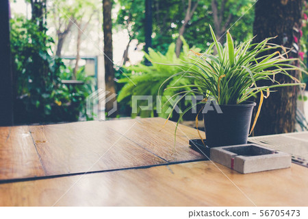 Cactus in the pot on wooden table. Cactus in the pot on wooden table. 56705473