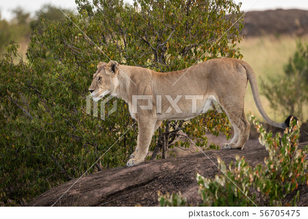 Lioness stands staring on rock in shade Lioness stands staring on rock in shade 56705475