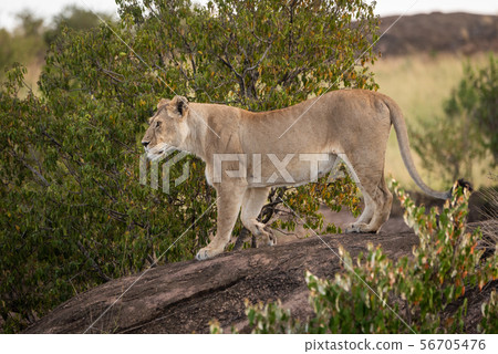 Lioness stands lifting paw on shady rock Lioness stands lifting paw on shady rock 56705476