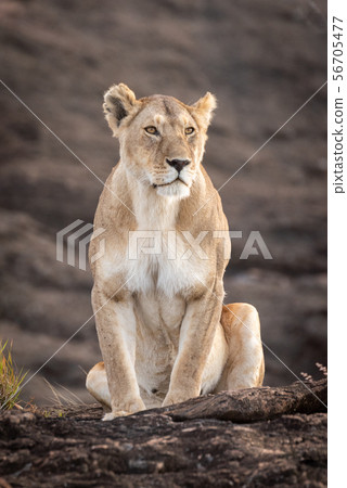 Lioness sits on rock by grass tuft Lioness sits on rock by grass tuft 56705477