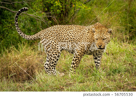 Leopard stands snarling with head held low 56705530