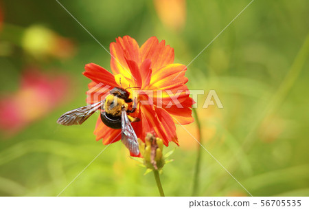 Carpenter bee 56705535
