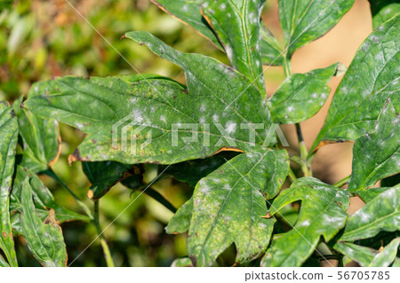 Powdery mildew button leaf 56705785
