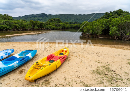 Okinawa Ishigakijima Futtsukawa mangrove community Lined sea kayak 56706041