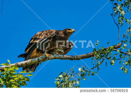 Harris's hawk, Parabuteo unicinctus, bay-winged hawk or dusky hawk 56706928