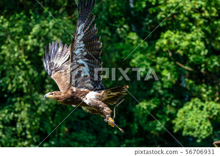 Harris's hawk, Parabuteo unicinctus, bay-winged hawk or dusky hawk 56706931