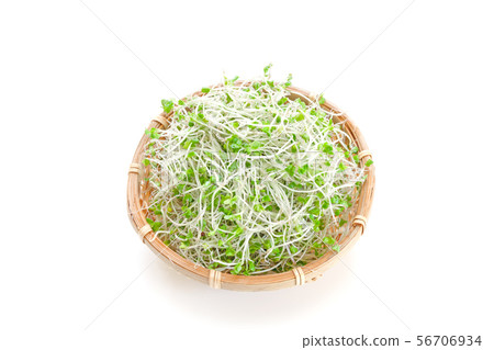 Broccoli Sprout Broccoli Sprout 56706934
