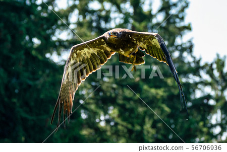 Harris's hawk, Parabuteo unicinctus, bay-winged hawk or dusky hawk 56706936