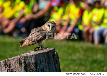 The western barn owl, Tyto alba in a nature park 56706937