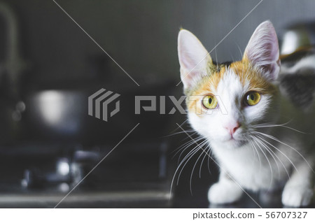 Home tricolor cat sitting on the kitchen surface. 56707327