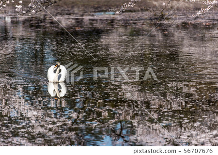 櫻花在Hanaama Oike在金澤 56707676