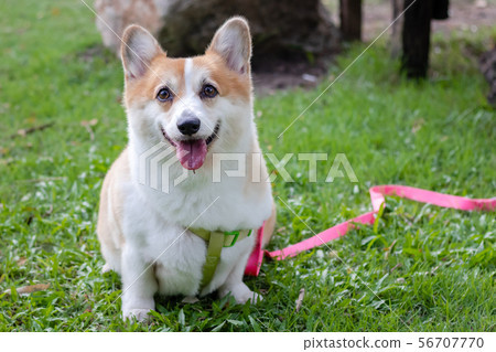Cute Corgi dog at the park, Cute Welsh Corgi dog Cute Corgi dog at the park, Cute Welsh Corgi dog 56707770