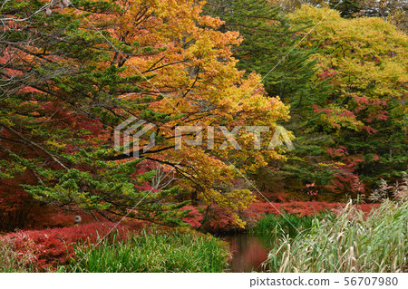 Autumn leaves fall Autumn leaves fall 56707980