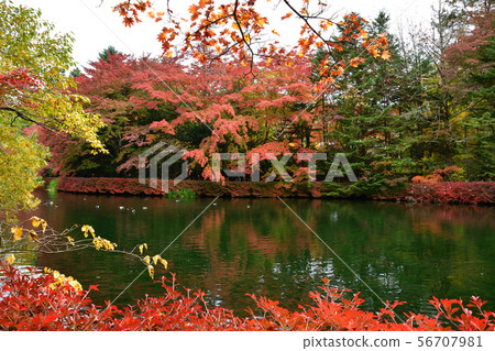 Autumn leaves fall Autumn leaves fall 56707981