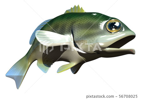 Black Bass 56708025