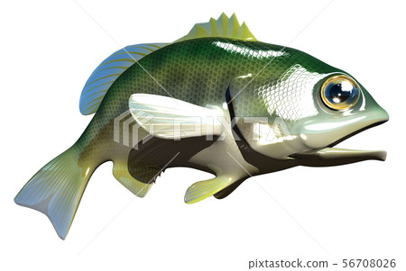 Black Bass 56708026