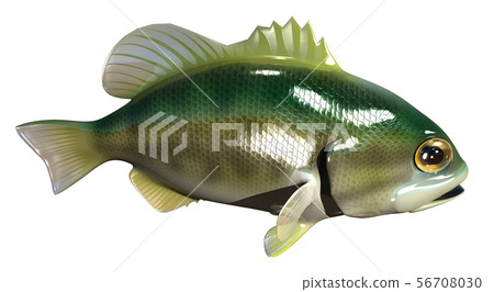 Black Bass Black Bass 56708030