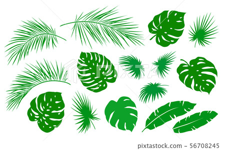tropical set of green palm leaf branch tropical set of green palm leaf branch 56708245