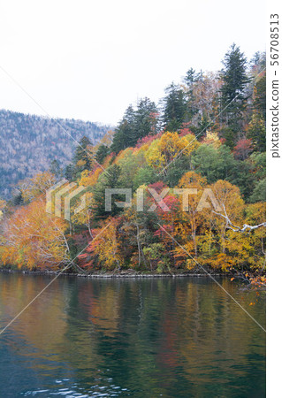 Colorfully colored forest and lake surface Colorfully colored forest and lake surface 56708513
