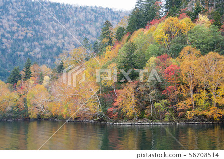 Colorfully colored forest and lake surface 56708514