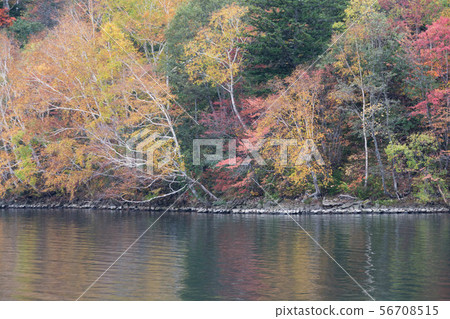 Colorfully colored forest and lake surface Colorfully colored forest and lake surface 56708515