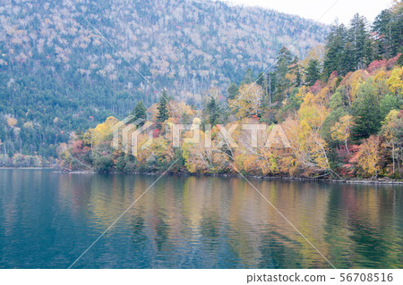 Colorfully colored forest and lake surface 56708516