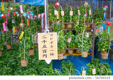 淺草鈴木市 淺草鈴木市 56709103
