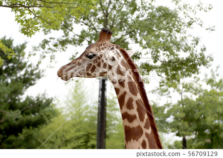 Girrafe Girrafe 56709129