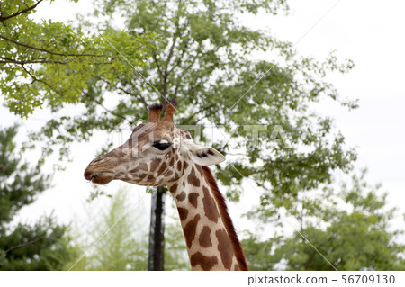 Girrafe Girrafe 56709130