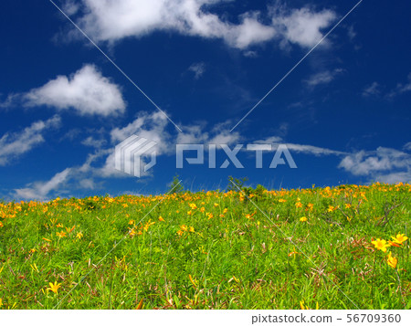Meadow and blue sky with blooming flowers [Kirigamine] 56709360