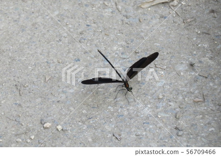 Atrocalopteryx蟬 Atrocalopteryx蟬 56709466