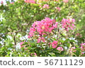Crape myrtle 56711129