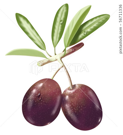 Olive 56711336