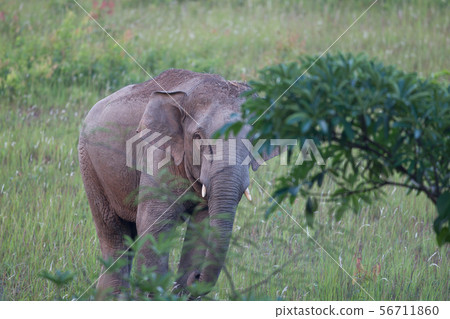 Adult male Asian elephant (Elephas maximus) or Asi 56711860