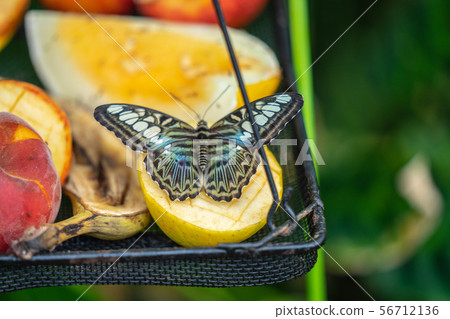 Clipper butterfly, Parthenos sylvia, wings open, at rest on a butterfly feeder Clipper butterfly, Parthenos sylvia, wings open, at rest on a butterfly feeder 56712136